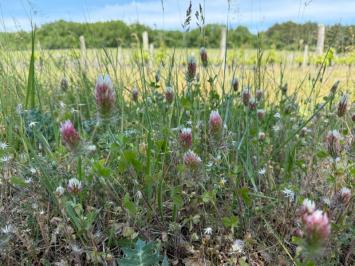 <i>Trifolium incarnatum var. molinerii</i>