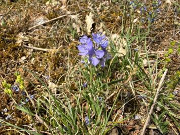 <i>Veronica prostrata</i>