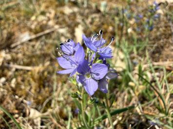 <i>Veronica prostrata</i>