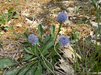 <i>Globularia bisnagarica</i>