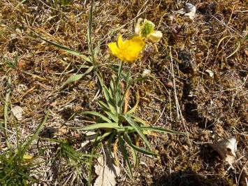 <i>Ranunculus gramineus</i>