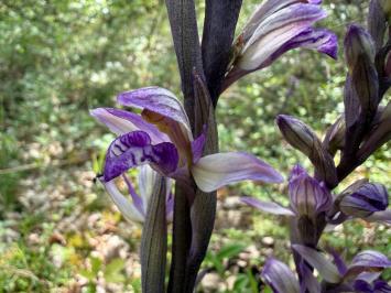 <i>Limodorum abortivum</i>