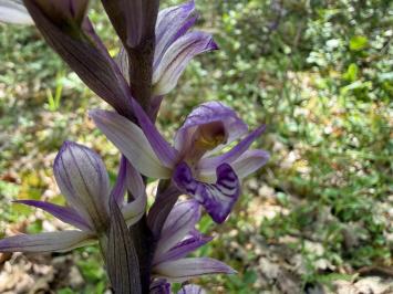 <i>Limodorum abortivum</i>