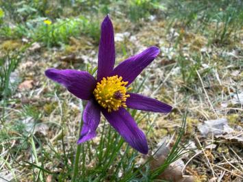 <i>Pulsatilla vulgaris</i>