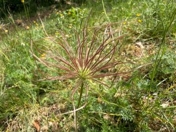 <i>Pulsatilla vulgaris</i>
