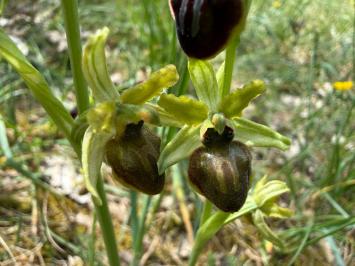 <i>Ophrys aranifera</i>