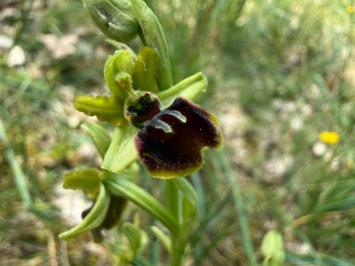 <i>Ophrys aranifera</i>