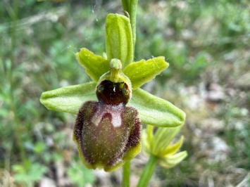 <i>Ophrys aranifera</i>