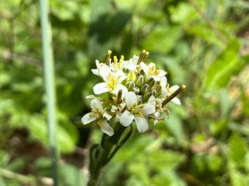 <i>Arabis hirsuta</i>
