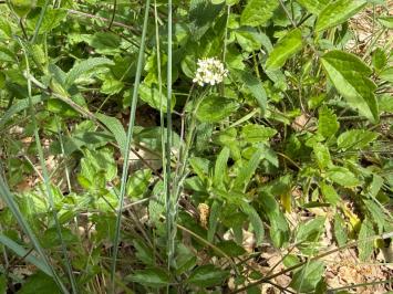 <i>Arabis hirsuta</i>
