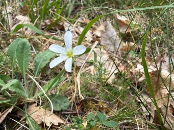 <i>Arenaria grandiflora</i>