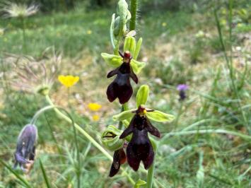 <i>Ophrys insectifera</i>