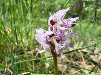 <i>Orchis simia</i>