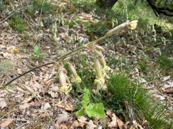 <i>Silene nutans</i>