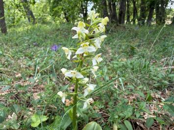 <i>Platanthera chlorantha</i>