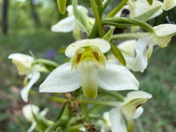 <i>Platanthera chlorantha</i>