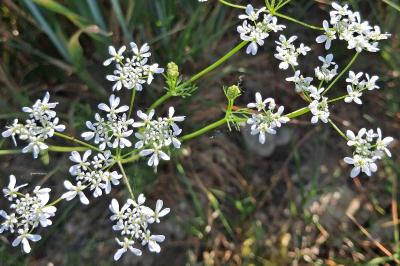 <i>Bifora radians</i>