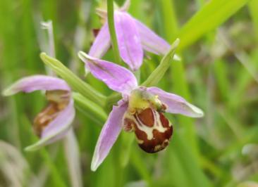 <i>Ophrys apifera</i>