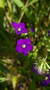 <i>Legousia speculum-veneris</i>