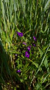<i>Legousia speculum-veneris</i>