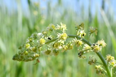 <i>Reseda lutea</i>