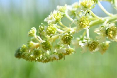 <i>Reseda lutea</i>