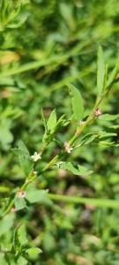 <i>Polygonum aviculare</i>
