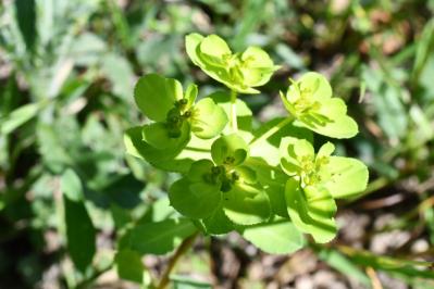 <i>Euphorbia helioscopia</i>