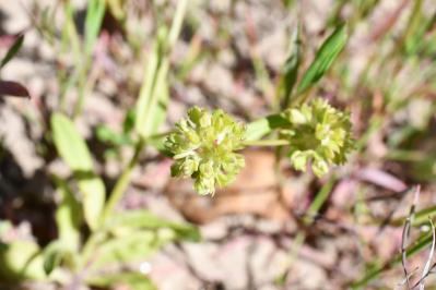 <i>Valerianella locusta</i>