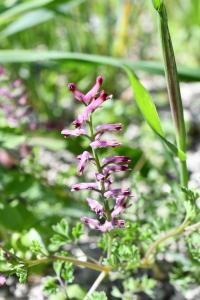 <i>Fumaria officinalis</i>
