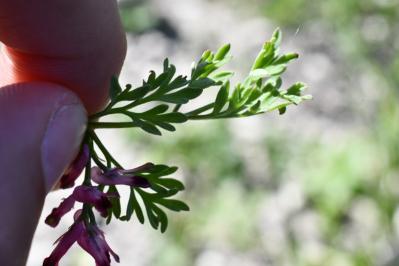 <i>Fumaria officinalis</i>