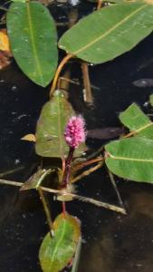 <i>Persicaria amphibia</i>