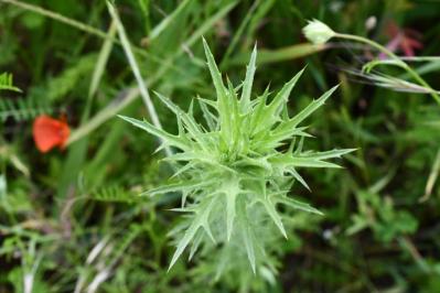 <i>Carthamus lanatus</i>