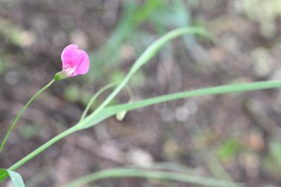 <i>Lathyrus nissolia</i>