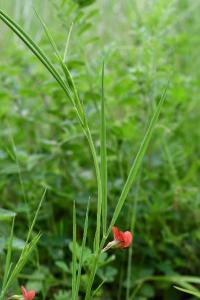 <i>Lathyrus sphaericus</i>