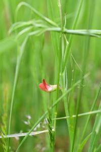 <i>Lathyrus sphaericus</i>