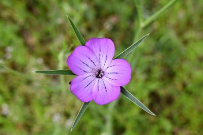 <i>Agrostemma githago</i>