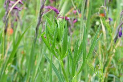 <i>Falcaria vulgaris</i>