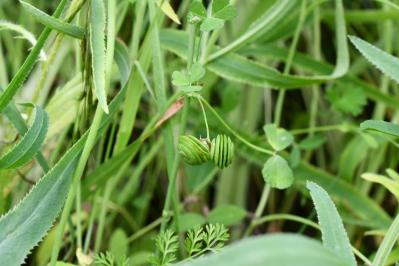 <i>Medicago orbicularis</i>