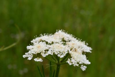 <i>Oenanthe pimpinelloides</i>