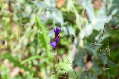 <i>Linaria pelisseriana</i>