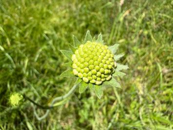 <i>Knautia arvensis</i>
