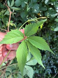 <i>Parthenocissus inserta</i>