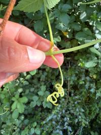 <i>Parthenocissus inserta</i>