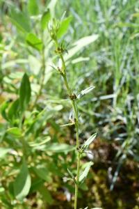 <i>Buglossoides arvensis</i>