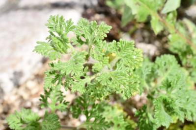 <i>Teucrium botrys</i>