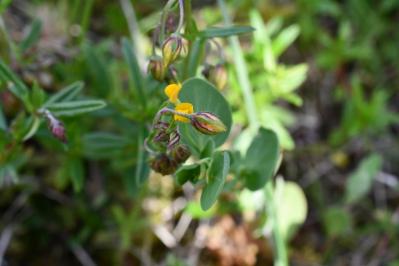 <i>Coronilla scorpioides</i>