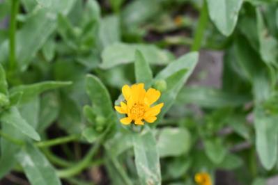 <i>Calendula arvensis</i>
