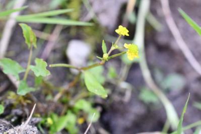 <i>Ranunculus ophioglossifolius</i>