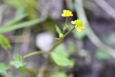 <i>Ranunculus ophioglossifolius</i>